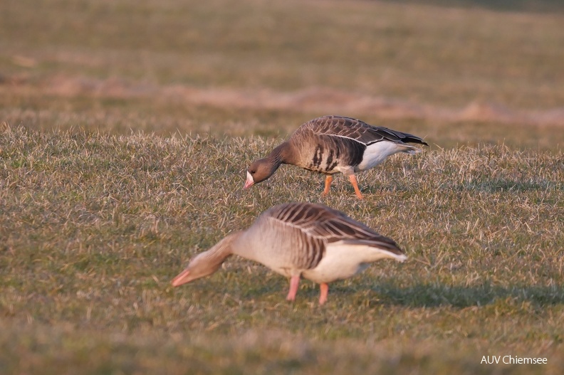 Blässgans
Mit einem Klick! zur Fotogeschichte mit weiteren Bildern
Aiterbacher Winkel / 10.03.2022 / Foto: Johannes Almer
AktNatBeo-220310-ja-2_Blaessgans.jpg