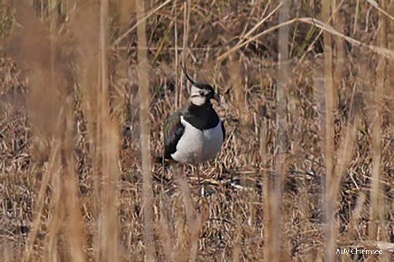 Monatsstartbild März
Kibitz
Mit einem Klick! zur Fotogeschichte mit weiteren Bildern
Aiterbacher Winkel / 10.03.2022 / Foto: Johannes Almer
AktNatBeo-220310-ja-5_Kiebitz-1140pix.jpg