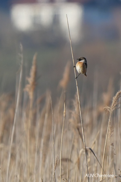 Schwarzkehlchen
Mit einem Klick! zur Fotogeschichte mit weiteren Bildern
Aiterbacher Winkel / 10.03.2022 / Foto: Johannes Almer
AktNatBeo-220310-ja-6_Schwarzkehlchen.jpg