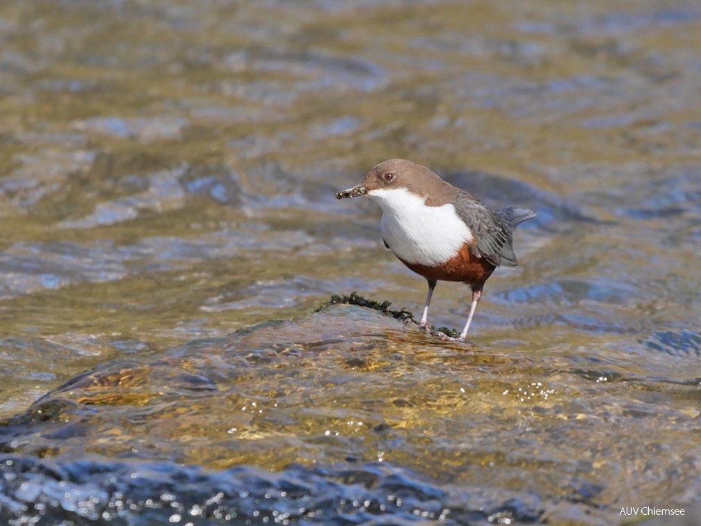 Wasseramsel