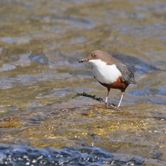 Wasseramsel