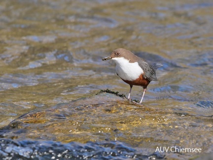 Wasseramsel