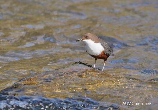 Wasseramsel