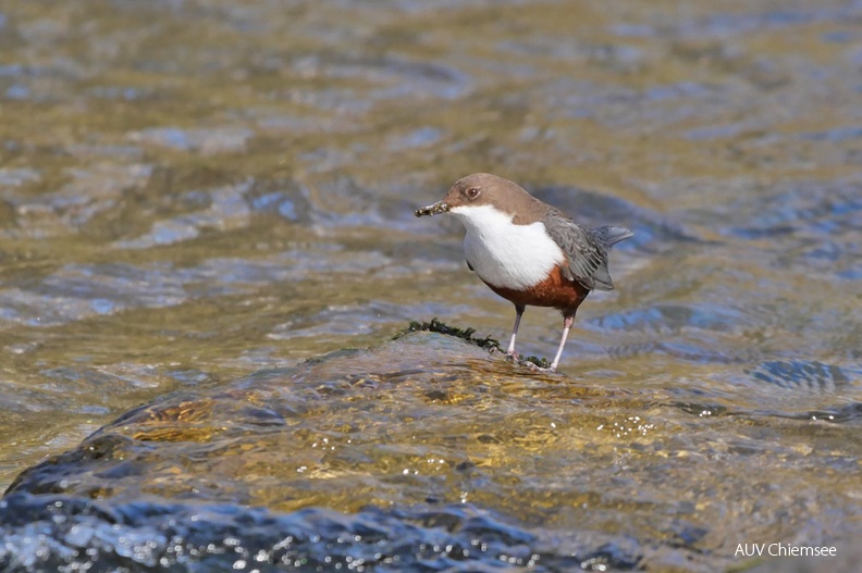 AktNatBeo-220321-ja-10_Wasseramsel-1140pix.jpg