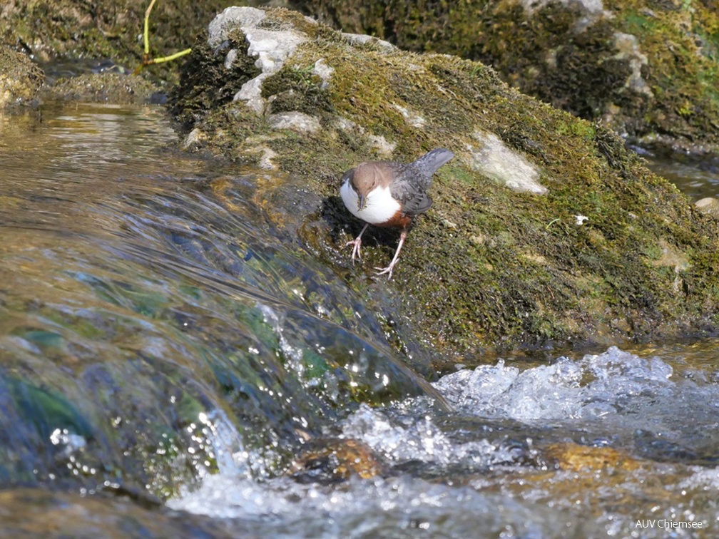 Wasseramsel