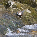 Wasseramsel