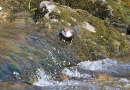 Wasseramsel