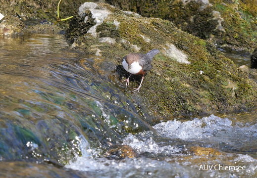 Wasseramsel