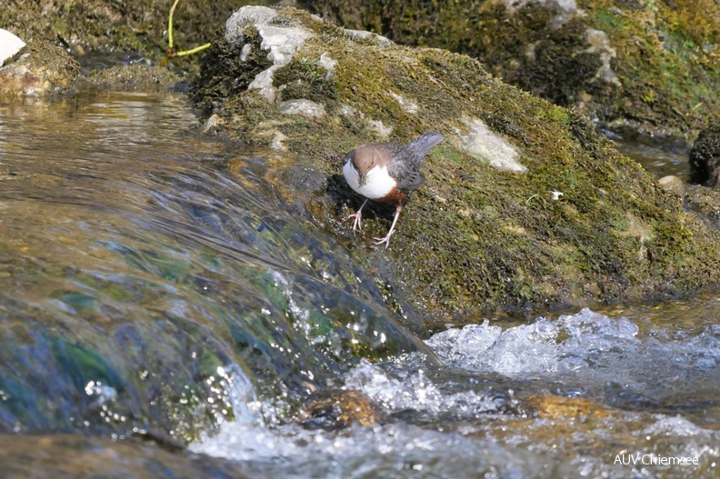 AktNatBeo-220321-ja-08_Wasseramsel-1140pix.jpg