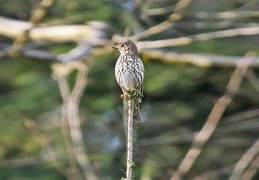 Singdrossel
