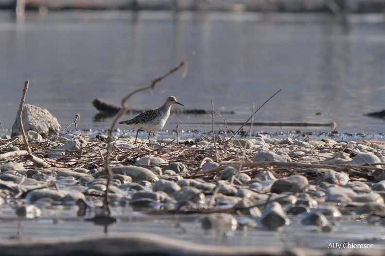 Kampfläufer
Mit einem Klick! zur Fotogeschichte mit weiteren Bildern
Schafwaschener Bucht / 27.03.2022 / Foto: Johannes Almer
AktNatBeo-220327-ja-05_Kampflaeufer.jpg
