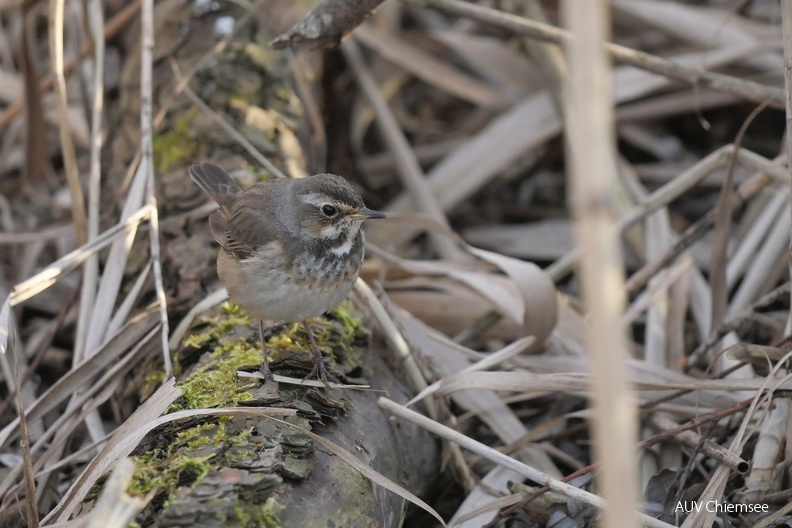 Blaukehlchen
Mit einem Klick! zur Fotogeschichte mit weiteren Bildern
Schafwaschener Bucht / 27.03.2022 / Foto: Johannes Almer
AktNatBeo-220327-ja-12_Blaukehlchen.jpg