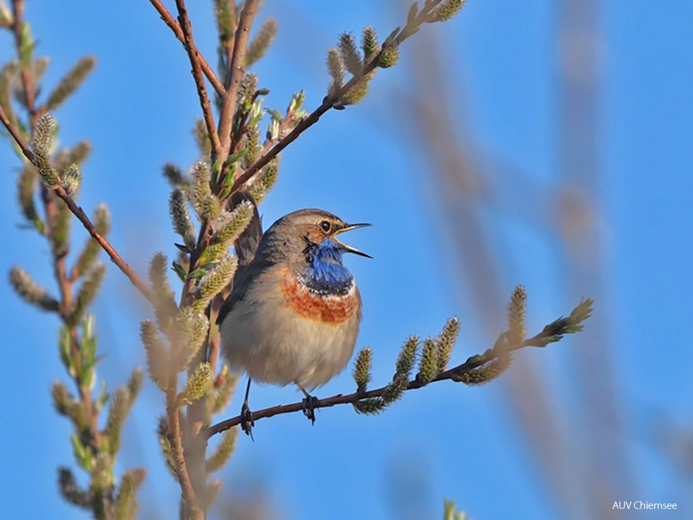 Monatsstartbild April- Blaukehlchen