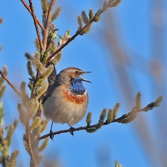 Monatsstartbild April- Blaukehlchen