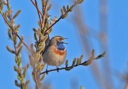 Monatsstartbild April- Blaukehlchen