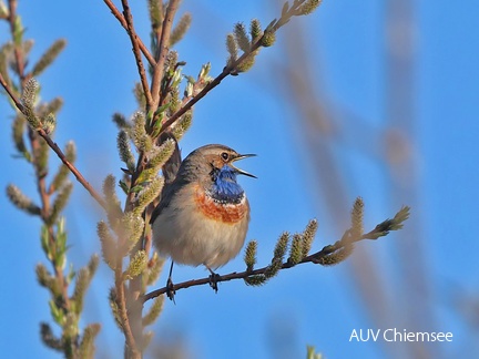 Monatsstartbild April- Blaukehlchen