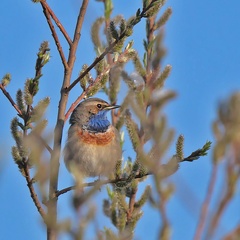 Blaukehlchen