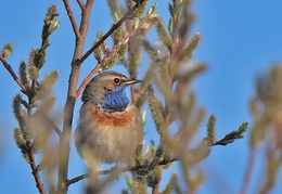 Blaukehlchen