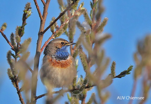 Blaukehlchen