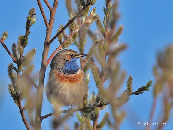 Blaukehlchen