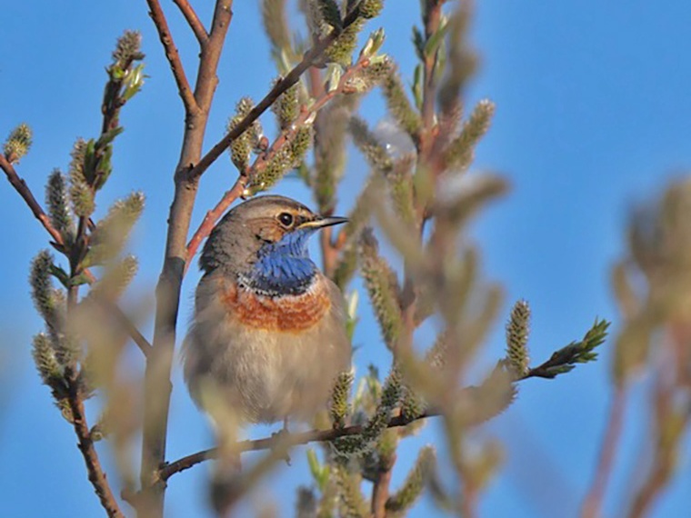 Blaukehlchen