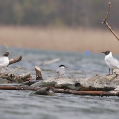 Flußseeschwalbe & Lachmöwe