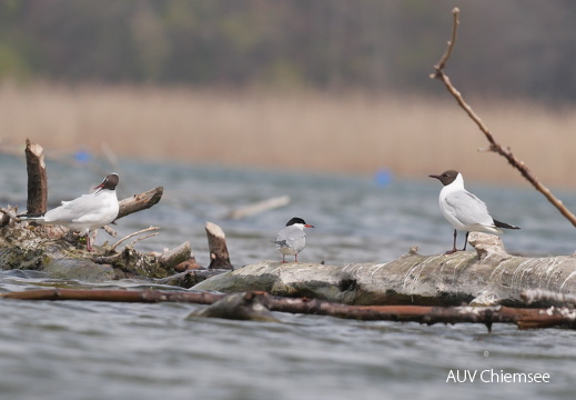 Flußseeschwalbe & Lachmöwe