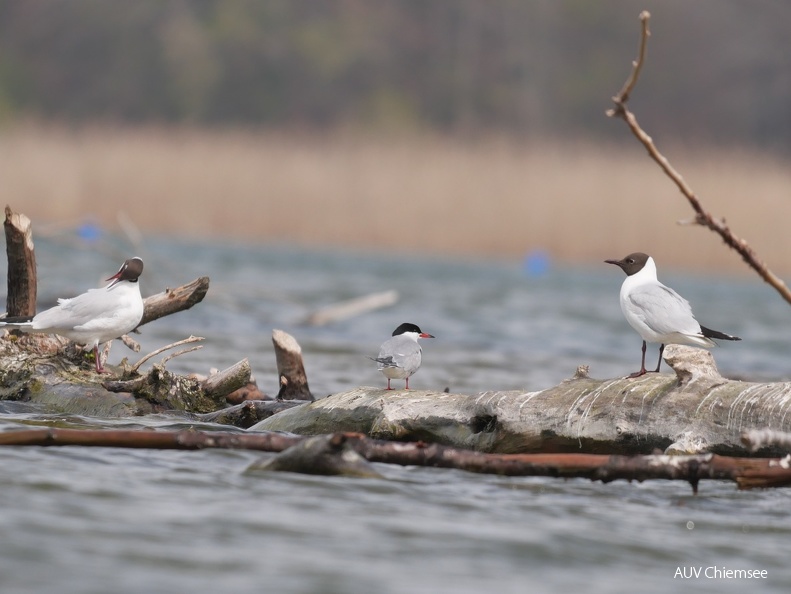 Flußseeschwalbe & Lachmöwe