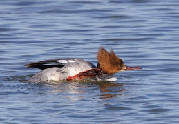 Gänsesäger