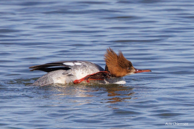 Gänsesäger
Mit einem Klick! zur Fotogeschichte mit weiteren Bildern
Beobachtungsturm Hirschauer Bucht / 24.04.2022 / Foto: Andreas Hartl
AktNatBeo-220424-ah-04-Gaensesaeger_HB.jpg