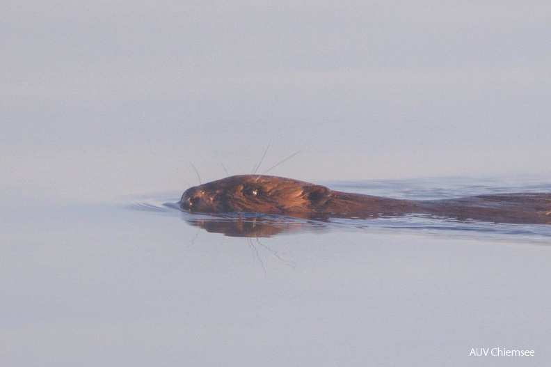 Biber
Mit einem Klick! zur Fotogeschichte mit weiteren Bildern
Beobachtungsturm Hirschauer Bucht / 24.04.2022 / Foto: Andreas Hartl
AktNatBeo-220424-ah-08-biber_HB.jpg