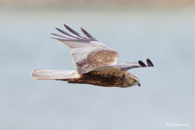 Rohrweihe - Männchen
Mit einem Klick! zur Fotogeschichte mit weiteren Bildern
Beobachtungsturm Hirschauer Bucht / 24.04.2022 / Foto: Andreas Hartl
AktNatBeo-220424-ah-16-rohrweihenmaennchen_HB.jpg