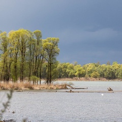 blühende Silberweiden