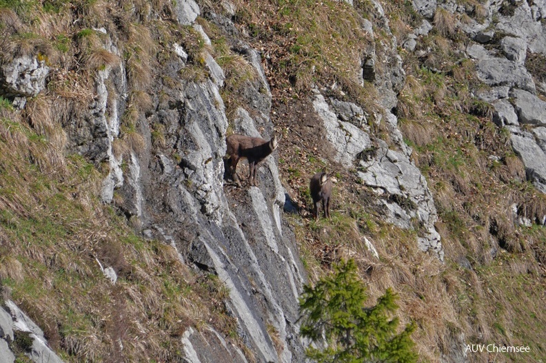 AktNatBeo-220428-ja-05_Gaemsen-1140pix.jpg