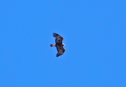 Steinadler