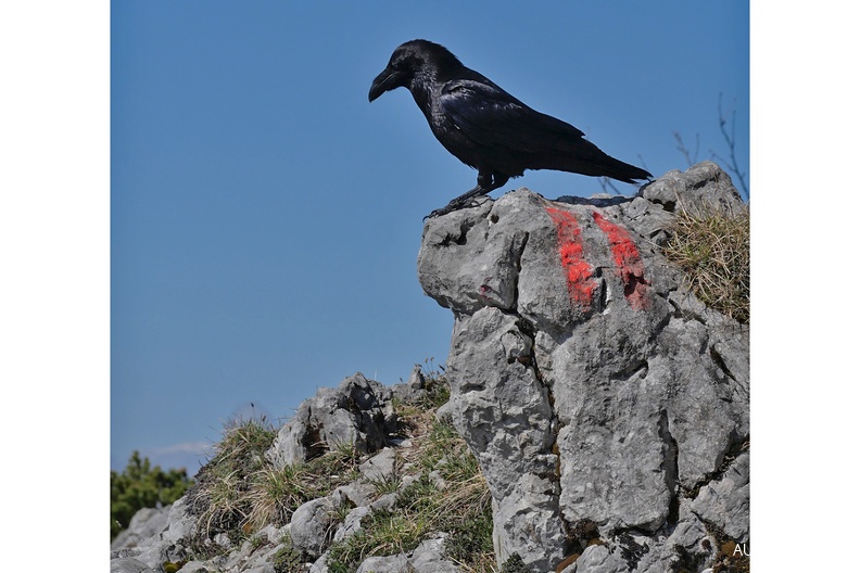 AktNatBeo-220428-ja-12_Kolkrabe-1140pix.jpg