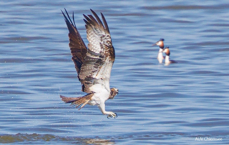 Fischadler
Mit einem Klick! zur Fotogeschichte mit weiteren Bildern
Naturbeobachtungsturm Hirschauer Bucht / 30. April 2022 / Foto: Andreas Hartl
AktNatBeo-220430-ah-2-Fischadler_(2).jpg