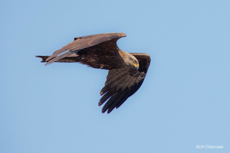 Schwarzmilan
Mit einem Klick! zur Fotogeschichte mit weiteren Bildern
Naturbeobachtungsturm Hirschauer Bucht / 30. April 2022 / Foto: Andreas Hartl
AktNatBeo-220430-ah-4-Schwarzmilan.jpg