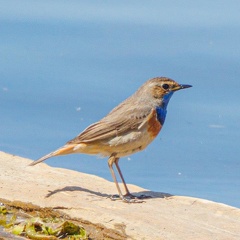 Blaukehlchen - Männchen