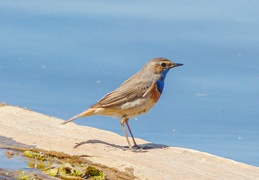 Blaukehlchen - Männchen