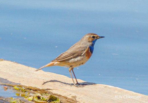 Blaukehlchen - Männchen