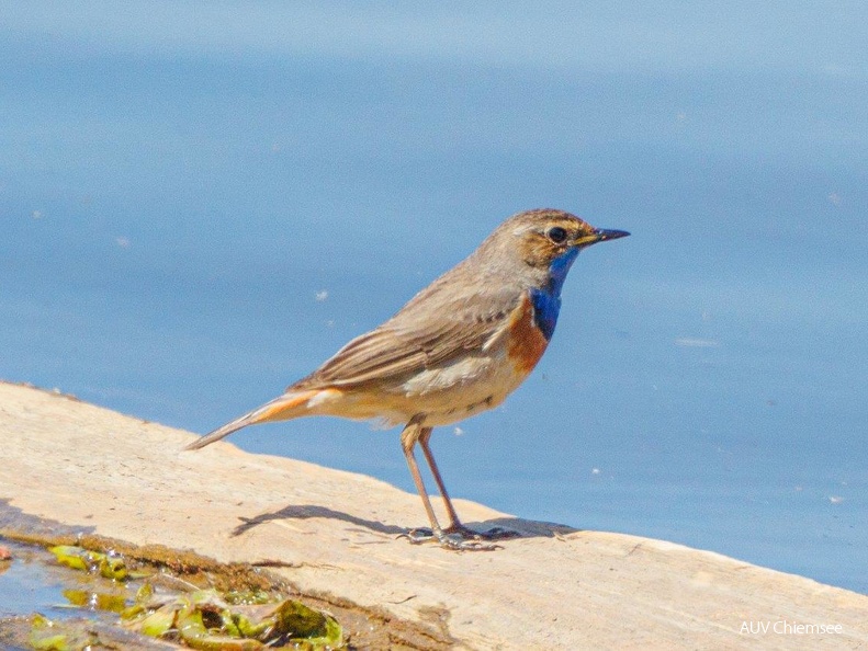 Blaukehlchen - Männchen