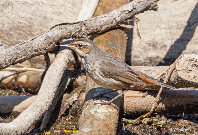 AktNatBeo-220430-ah-6-Blaukehlchen_Weibchen_Hb.jpg