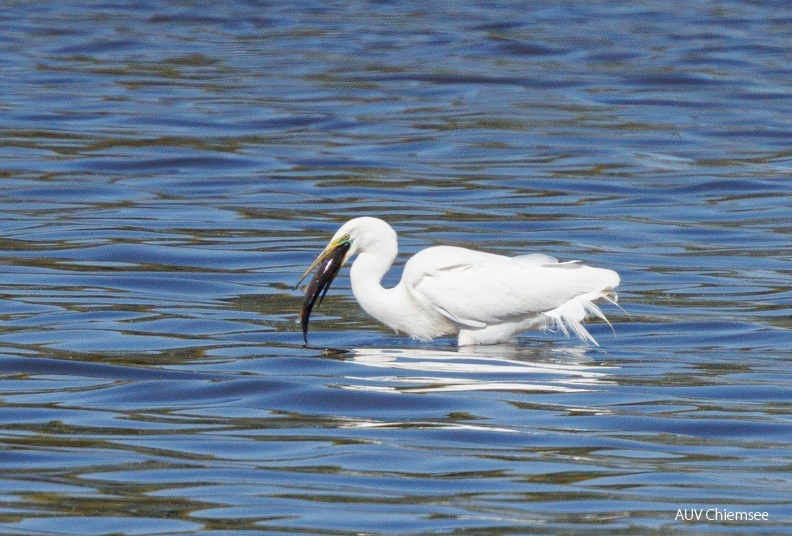 Silberreiher erbeutet großes Aitel
Mit einem Klick! zur Fotogeschichte mit weiteren Bildern
Naturbeobachtungsturm Hirschauer Bucht / 30. April 2022 / Foto: Andreas Hartl
AktNatBeo-220430-ah-8-Silberreiher_erbeutet_grosses_Aitel_HBl.jpg