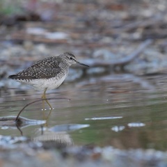 Bruchwasserläufer