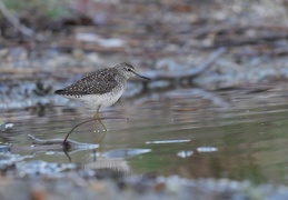 Bruchwasserläufer