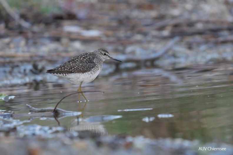Bruchwasserläufer
Mit einem Klick! zur Fotogeschichte mit weiteren Bildern
Schafwaschener Bucht / 4. Mai 2022 / Foto: Johannes Almer
AktNatBeo-220504-ja-7_Bruchwasserlaeufer.jpg
