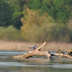 FLussseeschwalbe