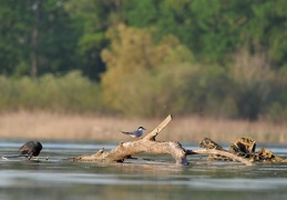 FLussseeschwalbe