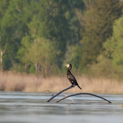 Kormoran